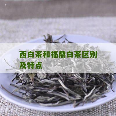 西白茶和福鼎白茶区别及特点