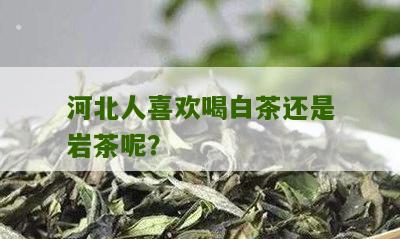 河北人喜欢喝白茶还是岩茶呢？