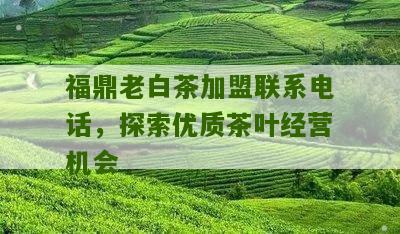 福鼎老白茶加盟联系电话，探索优质茶叶经营机会