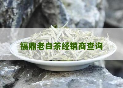 福鼎老白茶经销商查询