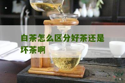 白茶怎么区分好茶还是坏茶啊