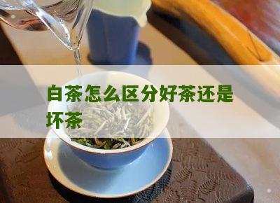 白茶怎么区分好茶还是坏茶