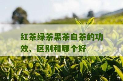 红茶绿茶黑茶白茶的功效、区别和哪个好