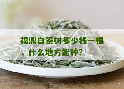 福鼎白茶树多少钱一棵，什么地方能种？