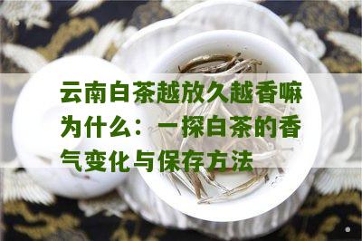 云南白茶越放久越香嘛为什么：一探白茶的香气变化与保存方法