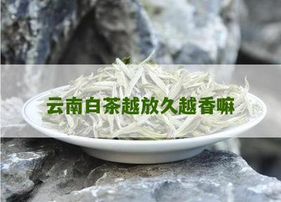 云南白茶越放久越香嘛