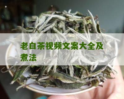 老白茶视频文案大全及煮法