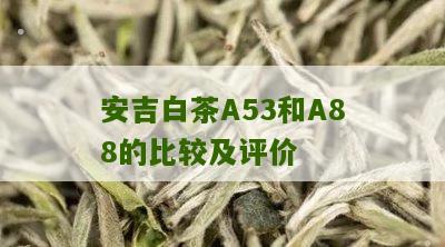 安吉白茶A53和A88的比较及评价