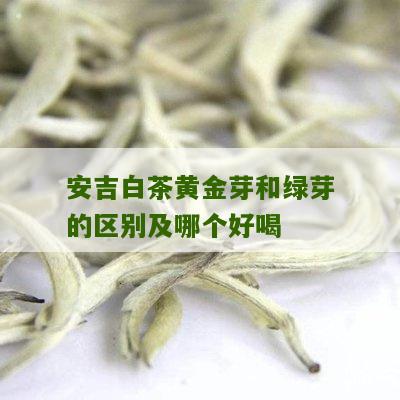 安吉白茶黄金芽和绿芽的区别及哪个好喝