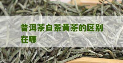 普洱茶白茶黄茶的区别在哪