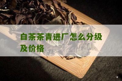 白茶茶青进厂怎么分级及价格