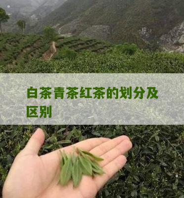 白茶青茶红茶的划分及区别