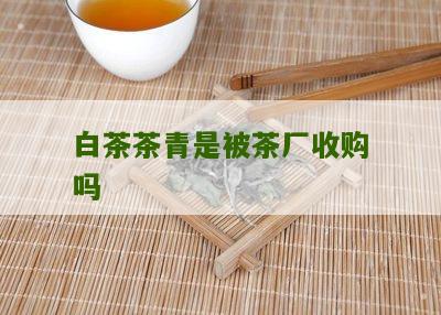 白茶茶青是被茶厂收购吗