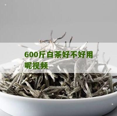 600斤白茶好不好用呢视频