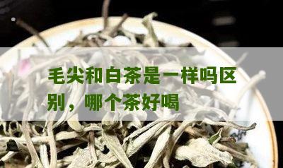 毛尖和白茶是一样吗区别，哪个茶好喝