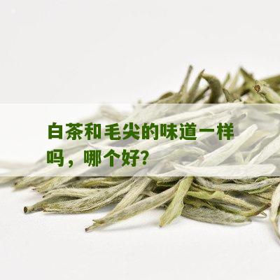 白茶和毛尖的味道一样吗，哪个好？