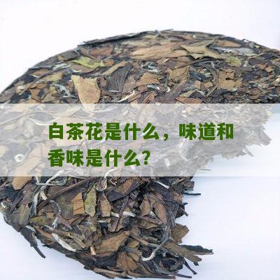 白茶花是什么，味道和香味是什么？