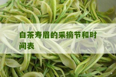 白茶寿眉的采摘节和时间表