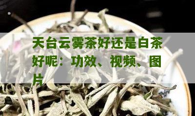 天台云雾茶好还是白茶好呢：功效、视频、图片