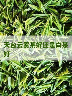 天台云雾茶好还是白茶好