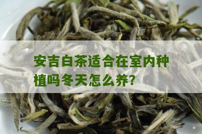 安吉白茶适合在室内种植吗冬天怎么养？