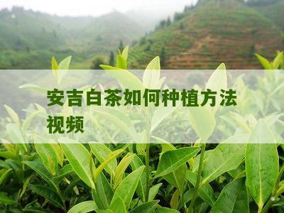 安吉白茶如何种植方法视频