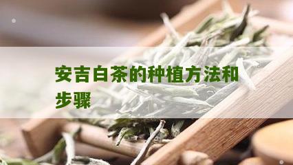 安吉白茶的种植方法和步骤