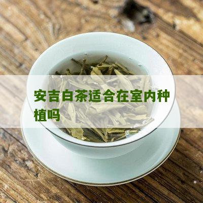 安吉白茶适合在室内种植吗