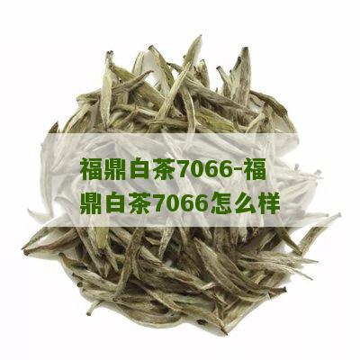 福鼎白茶7066-福鼎白茶7066怎么样