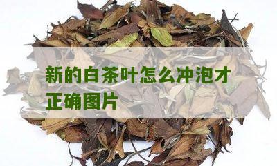 新的白茶叶怎么冲泡才正确图片