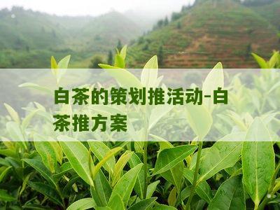 白茶的策划推活动-白茶推方案