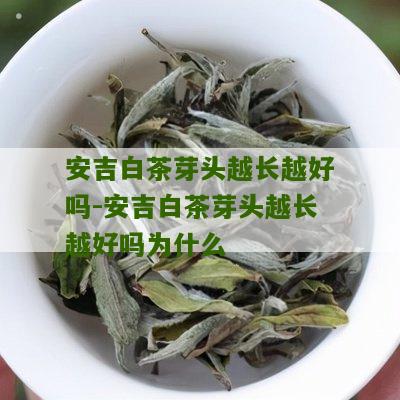 安吉白茶芽头越长越好吗-安吉白茶芽头越长越好吗为什么