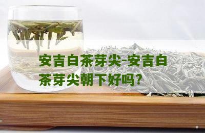 安吉白茶芽尖-安吉白茶芽尖朝下好吗?