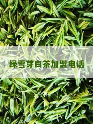 绿雪芽白茶加盟电话