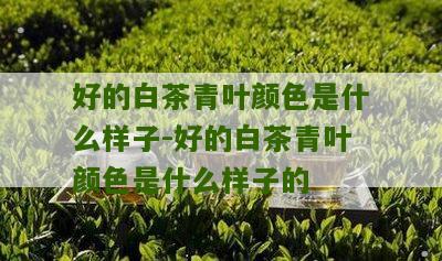 好的白茶青叶颜色是什么样子-好的白茶青叶颜色是什么样子的