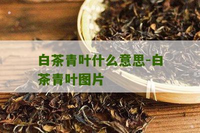 白茶青叶什么意思-白茶青叶图片