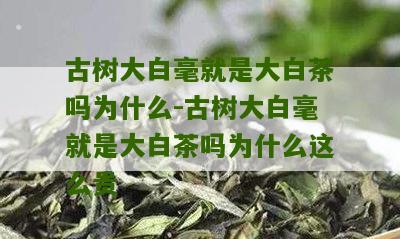 古树大白毫就是大白茶吗为什么-古树大白毫就是大白茶吗为什么这么贵