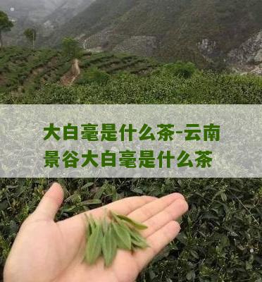 大白毫是什么茶-云南景谷大白毫是什么茶