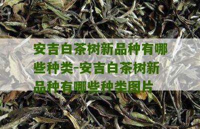 安吉白茶树新品种有哪些种类-安吉白茶树新品种有哪些种类图片