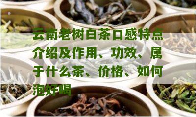 云南老树白茶口感特点介绍及作用、功效、属于什么茶、价格、如何泡好喝