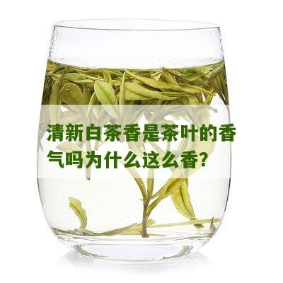 清新白茶香是茶叶的香气吗为什么这么香？