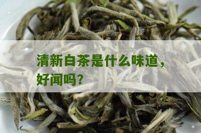 清新白茶是什么味道，好闻吗？