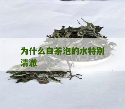 为什么白茶泡的水特别清澈