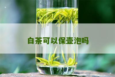 白茶可以保壶泡吗