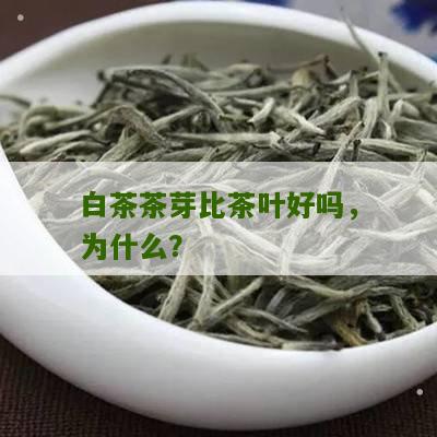 白茶茶芽比茶叶好吗，为什么？