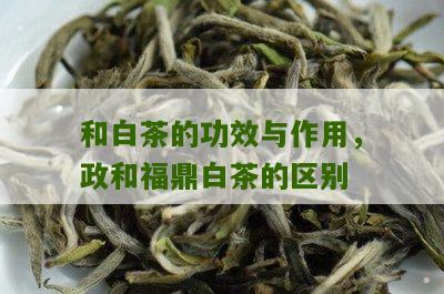 和白茶的功效与作用，政和福鼎白茶的区别