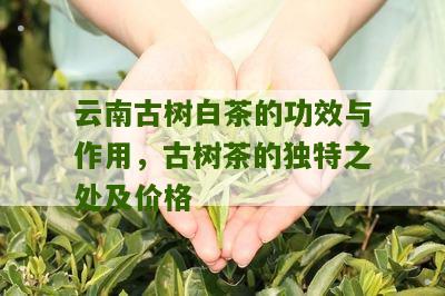 云南古树白茶的功效与作用，古树茶的独特之处及价格