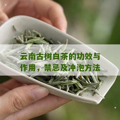 云南古树白茶的功效与作用，禁忌及冲泡方法