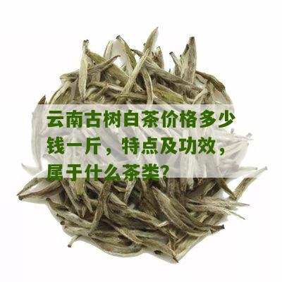 云南古树白茶价格多少钱一斤，特点及功效，属于什么茶类？