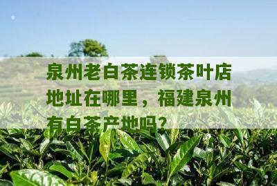 泉州老白茶连锁茶叶店地址在哪里，福建泉州有白茶产地吗？